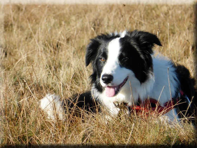 Molly at 11 months